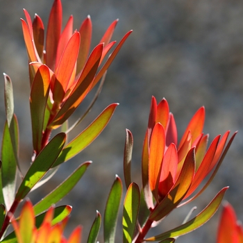 Leucadendron 'Safari Sunset' 