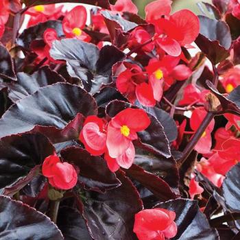 Begonia Surefire® 'Cherry Cordial™'