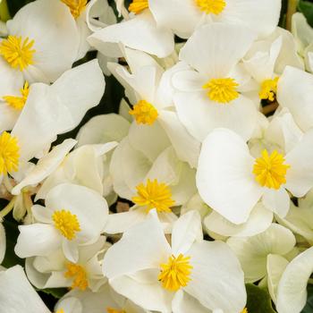 Begonia benariensis 'White' 