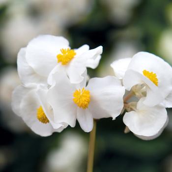 Begonia benariensis Surefire® White