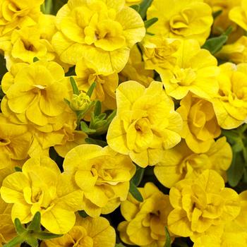 Calibrachoa 'Double Yellow' PPAF