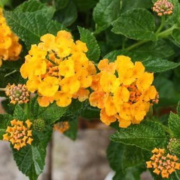 Lantana 'Monine' 