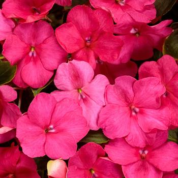 Impatiens walleriana Soprano® 'Rose'