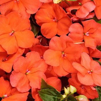 Impatiens walleriana Soprano® 'Salmon'