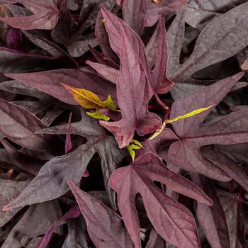 Ipomoea batatas Sweet Caroline Upside™ 'Black Coffee'