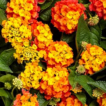 Lantana camara 'Basket Tangelo™' 