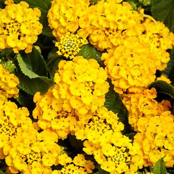 Lantana camara Luscious® 'Royale Lemon Tart'