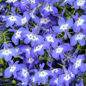 Lobelia erinus Laguna® Compact Blue with Eye