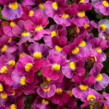 Nemesia fruticans Aromance™ 'Mulberry'