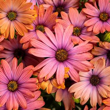 Osteospermum 'Horizon™ Sunset' PPAF, Can PBRAF