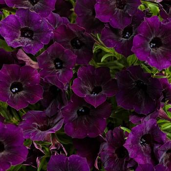 Petunia 'Midnight' PPAF & Can. PBRAF