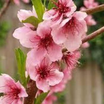 Prunus persica var. nucipersica 'Panamint' 