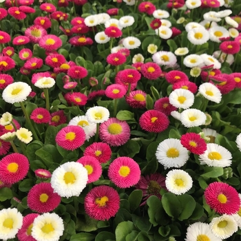 Bellis perennis 'Bella Daisy Mix' 