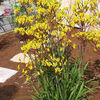 Anigozanthos 'Yellow Gem' 