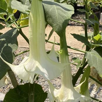 Brugmansia 'Charles Grimaldi' 