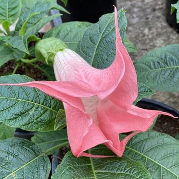 Brugmansia 'Pink Velvet' 