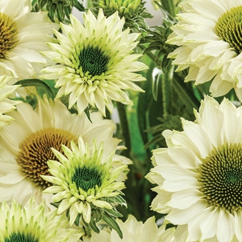 Echinacea 'Sunseekers White' 