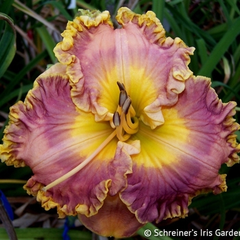 Hemerocallis 'Collage' 