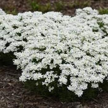 Iberis sempervirens 'Snow Flurries' 