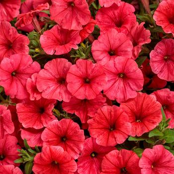 Petunia 'Scarlet' PPAF & Can. PBRAF