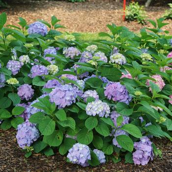 Hydrangea macrophylla Let's Dance® 'Sky View®'