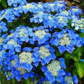 Hydrangea macrophylla 'Teller Blue' 