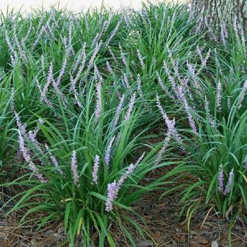 Liriope muscari 'Emerald Goddess®' 