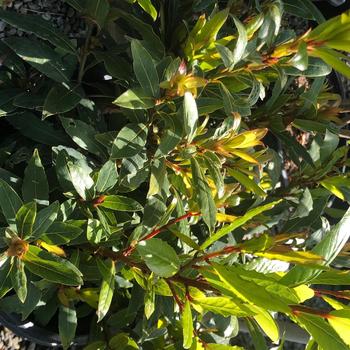 Laurus nobilis 'MonRik' PP25915