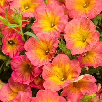 Petunia 'Persimmon' 