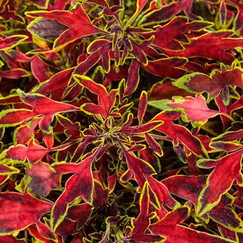 Coleus scutellarioides ColorBlaze® 'Mini Me™ Watermelon'