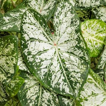 Caladium hortulanum Heart to Heart® 'Snow Flurry'