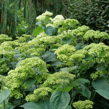 Hydrangea arborescens 'Invincibelle Sublime™'