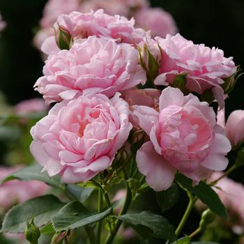Rosa Reminiscent™ 'Pink'