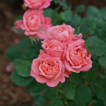 Rosa 'BOZFRA221' 