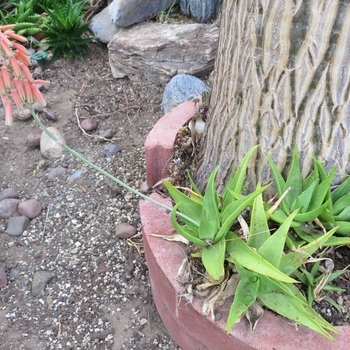 Aloe deltoideodonta var. candicans