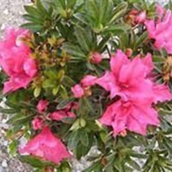 Rhododendron Southern Indica hybrid 'Pride Of Dorking' 