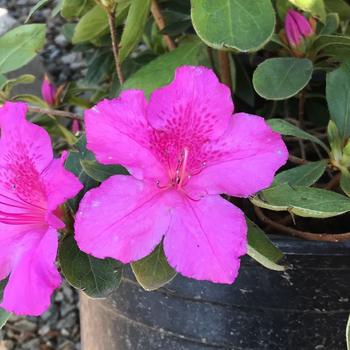 Rhododendron indica 'Southern Charm' 