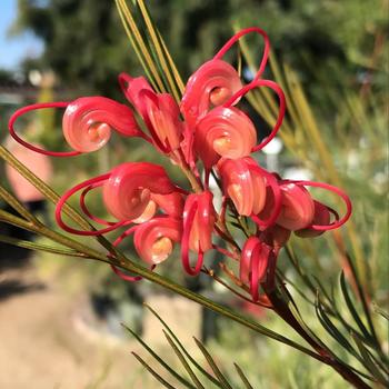 Grevillea 'Long John' 