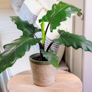 Alocasia lauterbachiana 