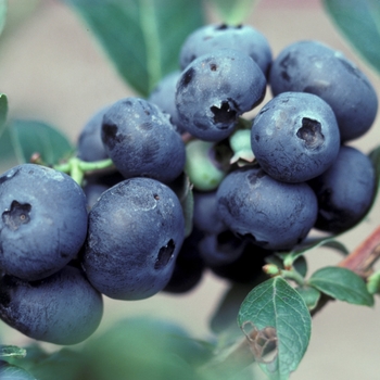 Vaccinium 'Northblue' 