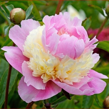 Paeonia lactiflora 'Sorbet' 