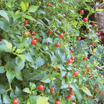 Capsicum annuum 'Pequin' 