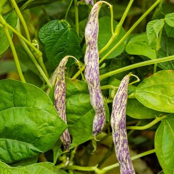 Phaseolus vulgaris 'Dragon Tongue' 