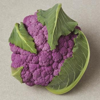 Brassica oleracea 'DePurple' 