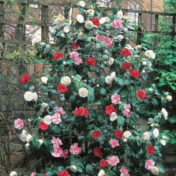 Camellia sasangua