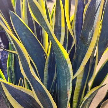 Sansevieria trifasciata 'Black Gold' 