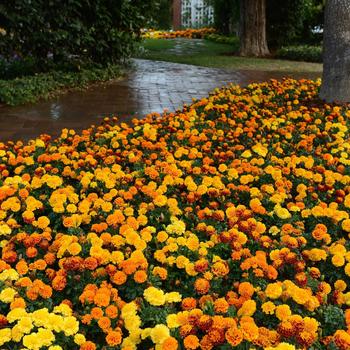 Tagetes patula 'Mixture' 