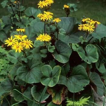 Ligularia dentata 'Desdemona' 