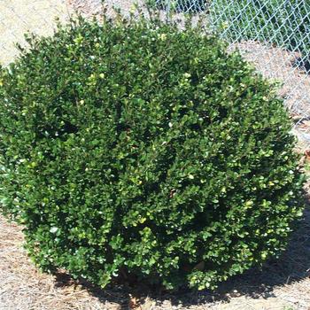 Pittosporum tenuifolium 'Compacta' 