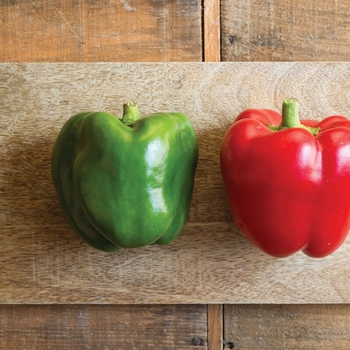 Capsicum annuum 'Fat 'n Sassy' 